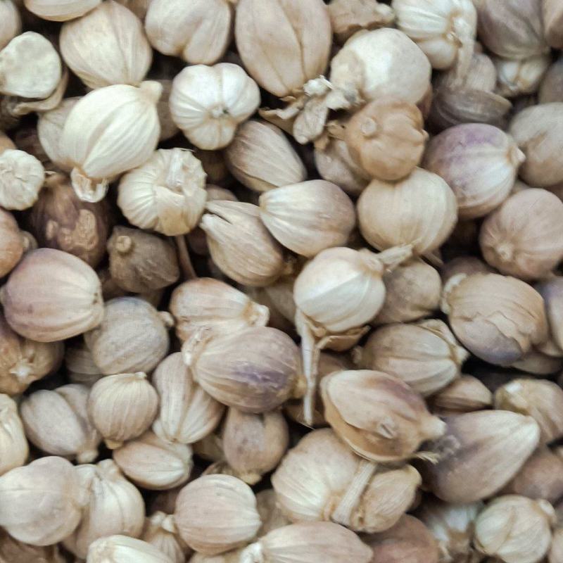 白豆寇实物拍摄无美颜，各种香料批发可代加工打粉压片做丸