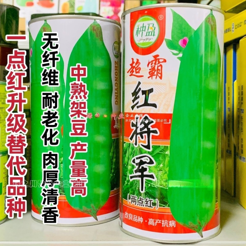 东北超霸红将军油豆种子大号高产