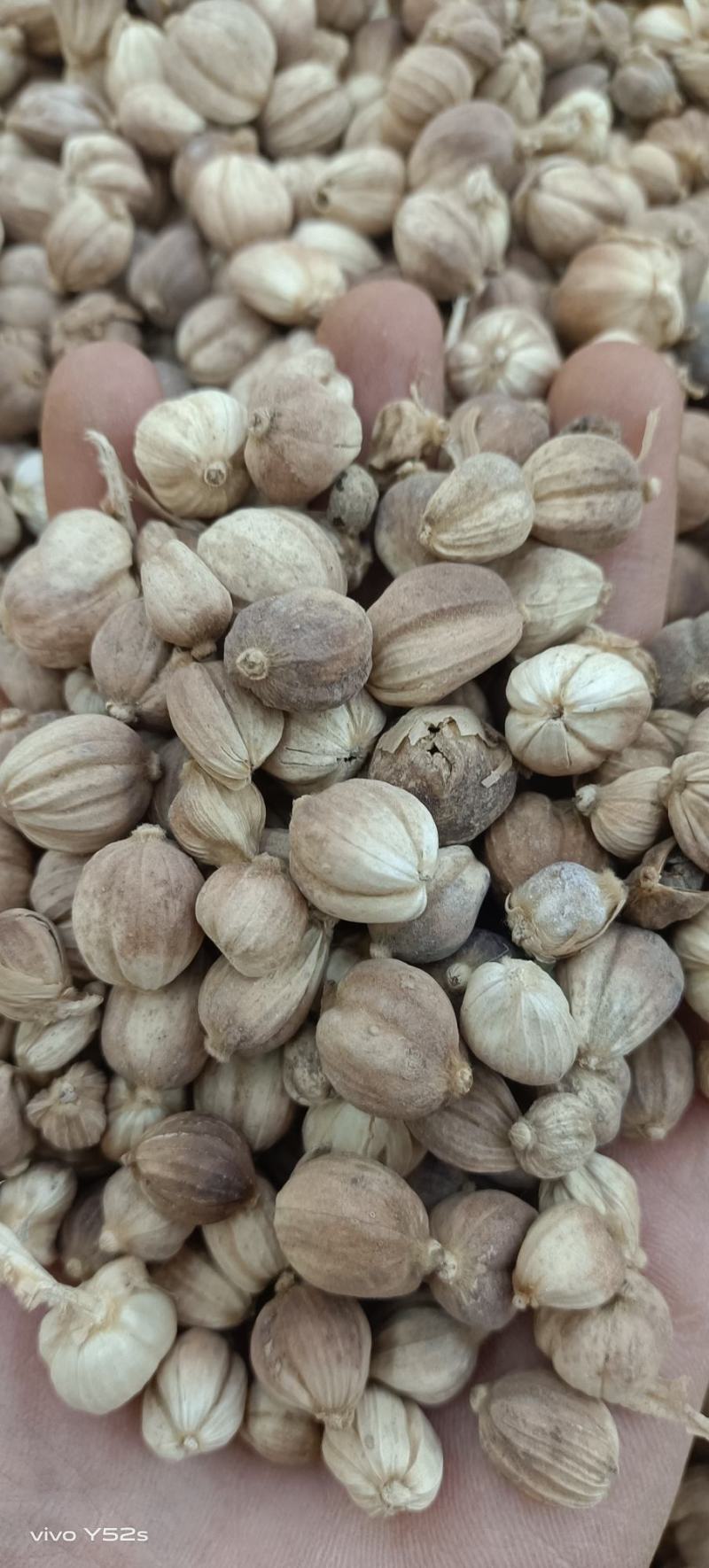 白豆寇实物拍摄无美颜，各种香料批发可代加工打粉压片做丸