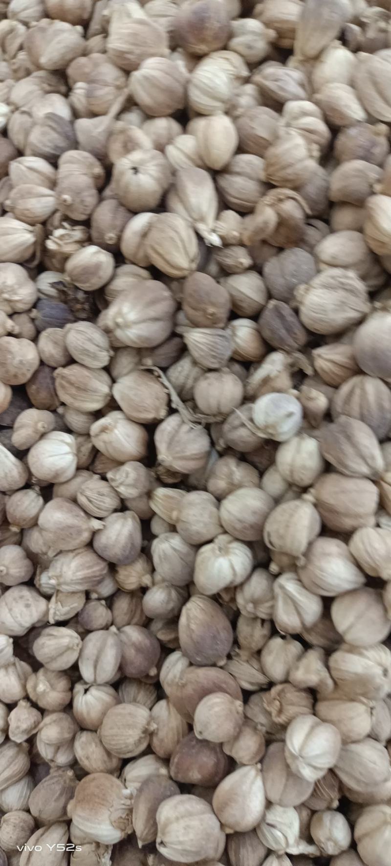 白豆寇实物拍摄无美颜，各种香料批发可代加工打粉压片做丸