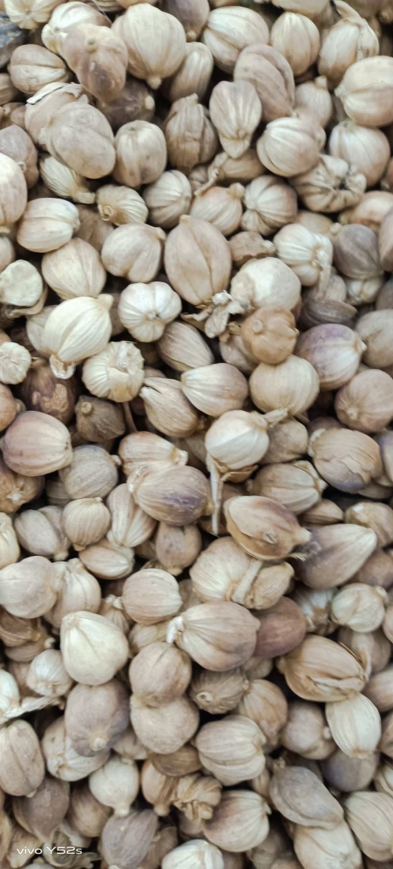 白豆寇实物拍摄无美颜，各种香料批发可代加工打粉压片做丸