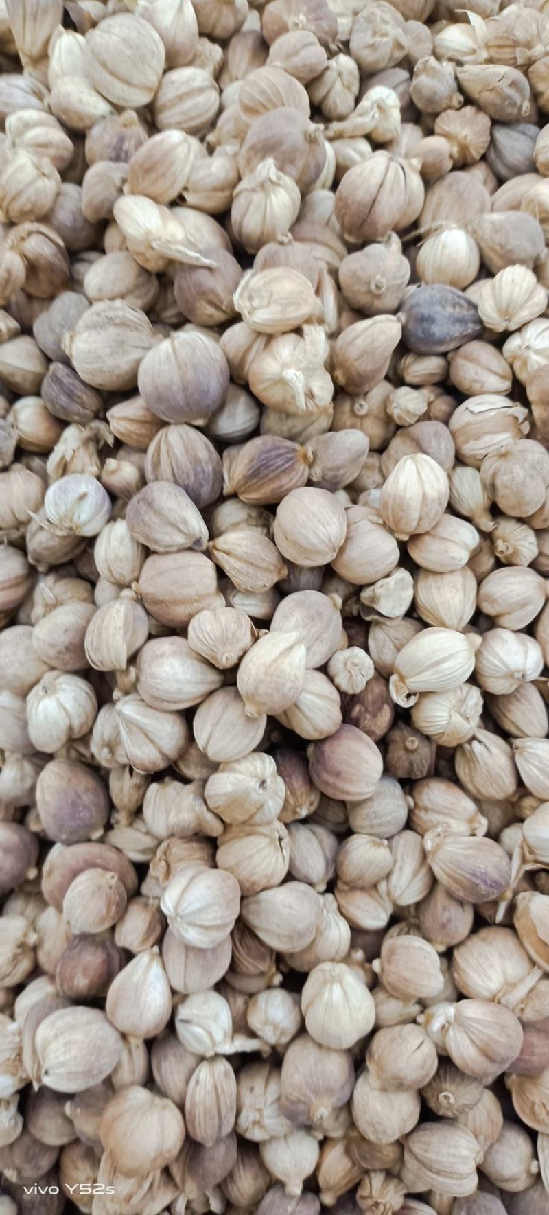 白豆寇实物拍摄无美颜，各种香料批发可代加工打粉压片做丸