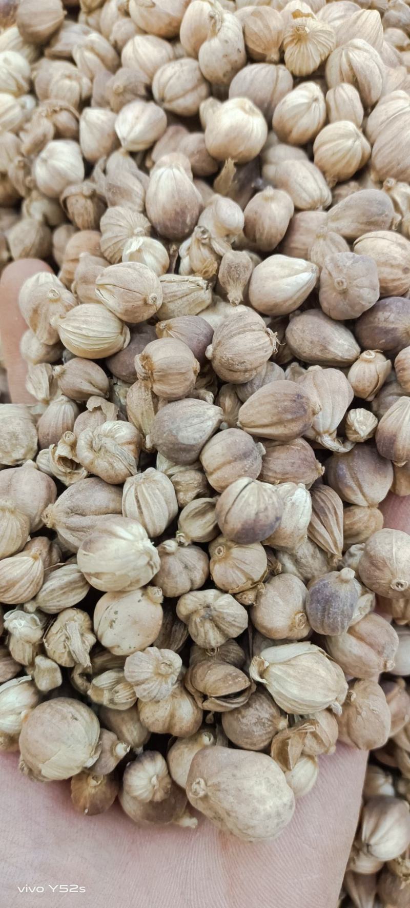 白豆寇实物拍摄无美颜，各种香料批发可代加工打粉压片做丸