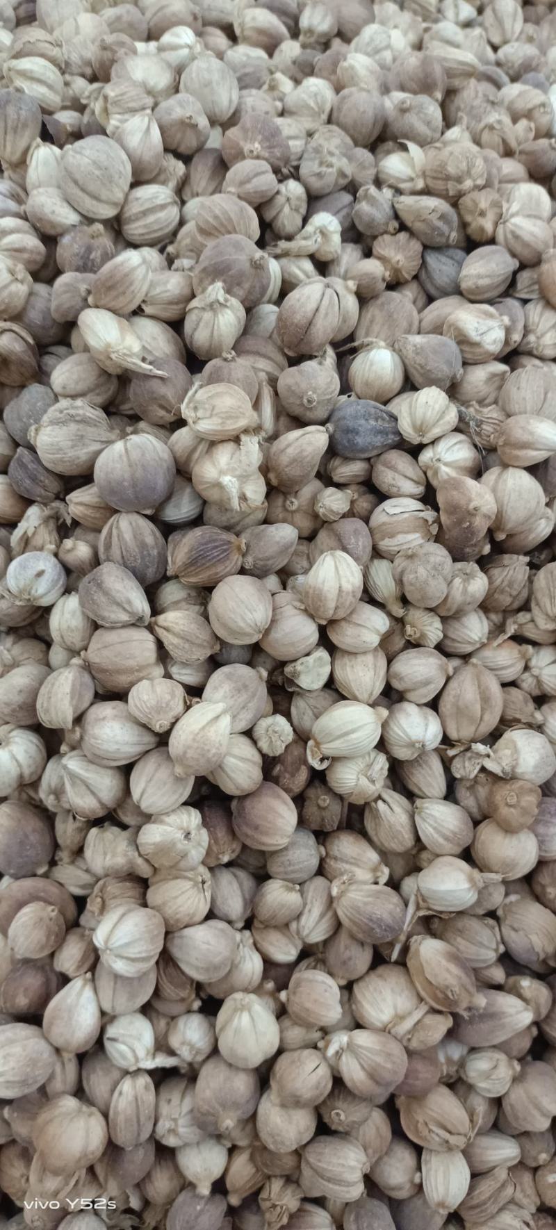 白豆寇实物拍摄无美颜，各种香料批发可代加工打粉压片做丸