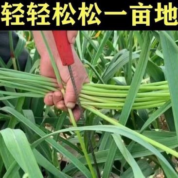 抽蒜苔剥蒜苔神器打蒜台的工具划蒜苔快速拔剔蒜薹提摘蒜苔收