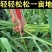 抽蒜苔剥蒜苔神器打蒜台的工具划蒜苔快速拔剔蒜薹提摘蒜苔收