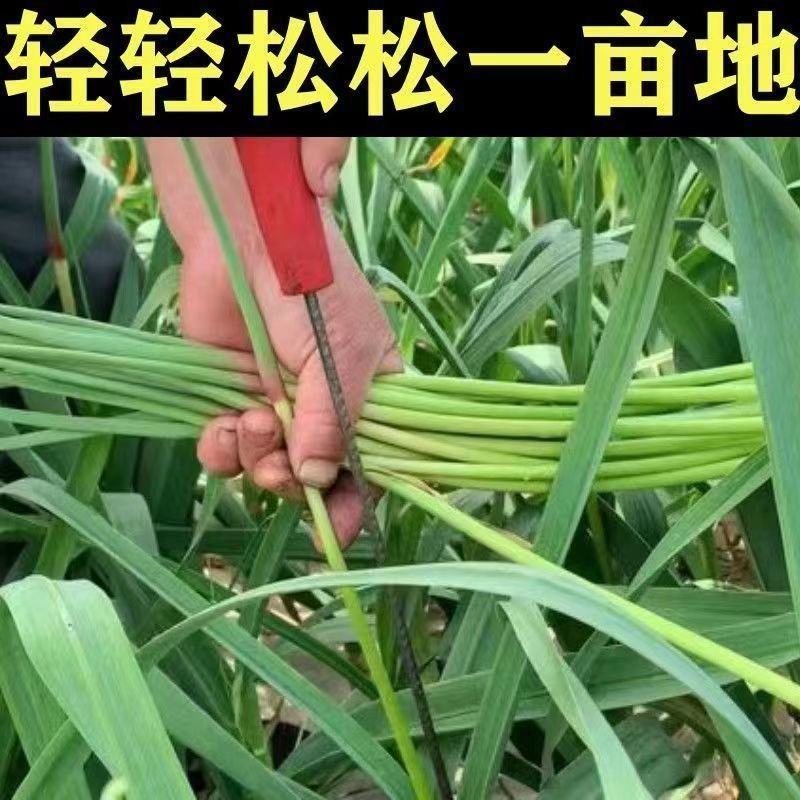 抽蒜苔剥蒜苔神器打蒜台的工具划蒜苔快速拔剔蒜薹提摘蒜苔收