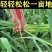 抽蒜苔剥蒜苔神器打蒜台的工具划蒜苔快速拔剔蒜薹提摘蒜苔收