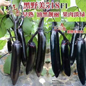黑野美518油黑长条茄子种子果肉淡绿早熟顺直黑长茄种子