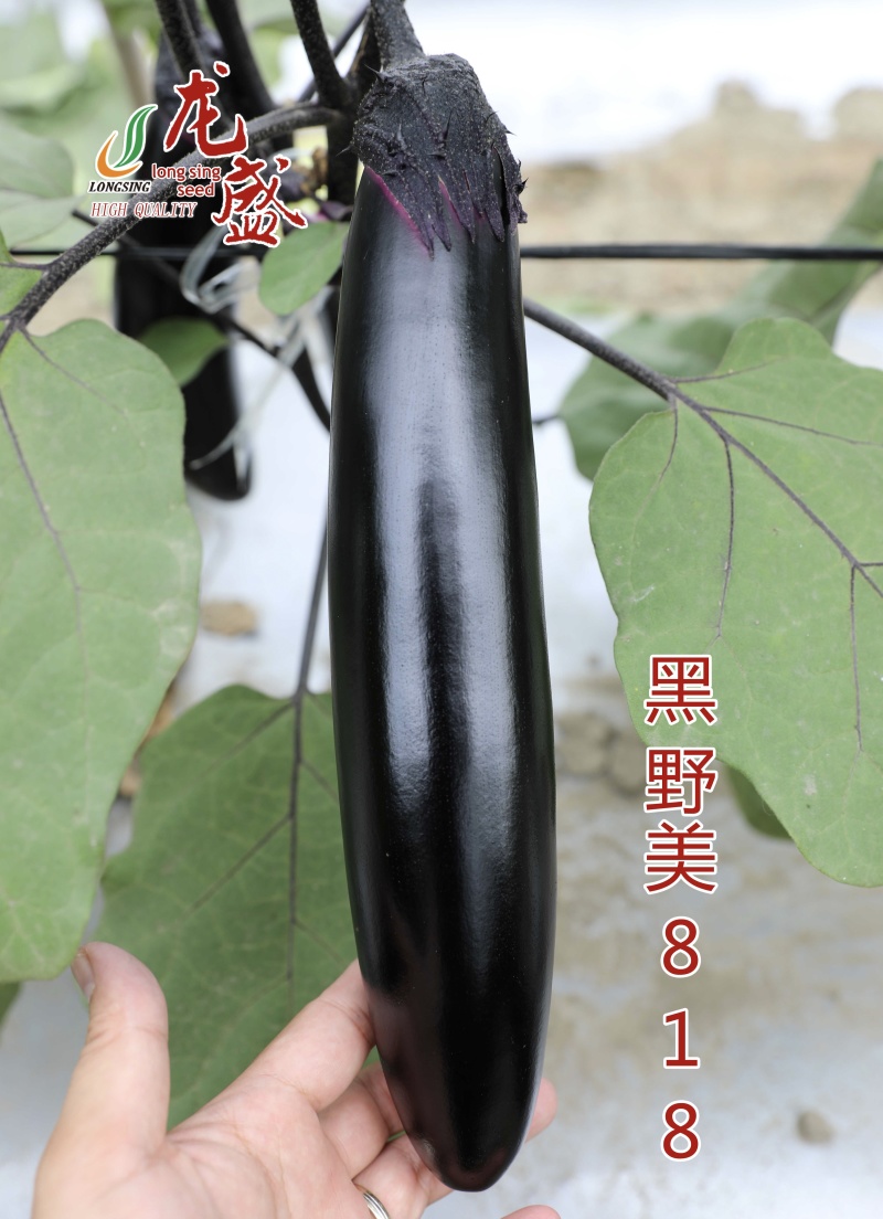黑野美518油黑长条茄子种子果肉淡绿早熟顺直黑长茄种子