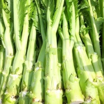 棒棒菜