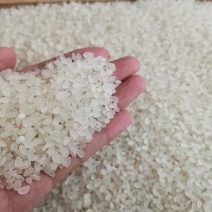 盘锦蟹田新大米批发