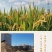 盘锦蟹田新大米批发
