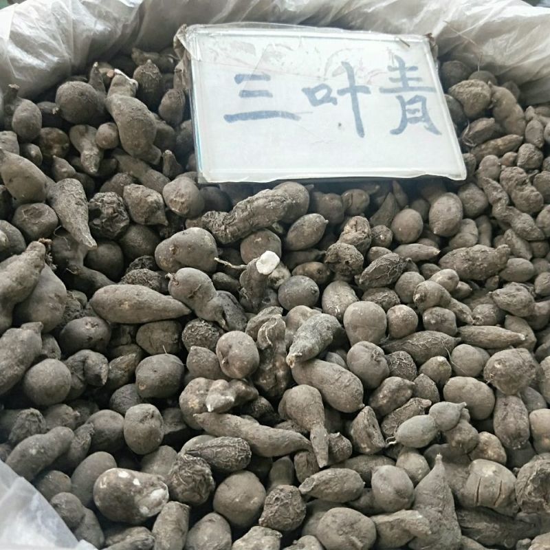 【三叶青】三叶青统货质量好物美价廉