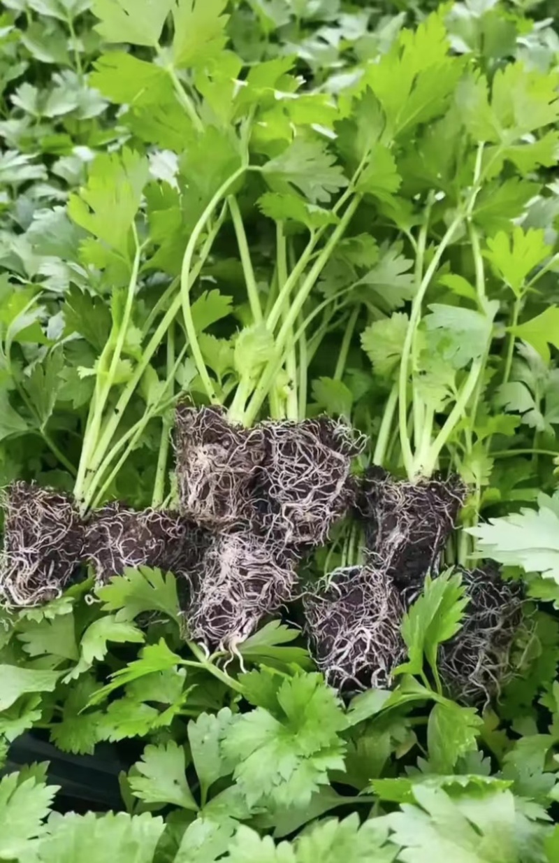穴盘苗，地拔苗产地直发，大量有货，欢迎各位老板咨询采购