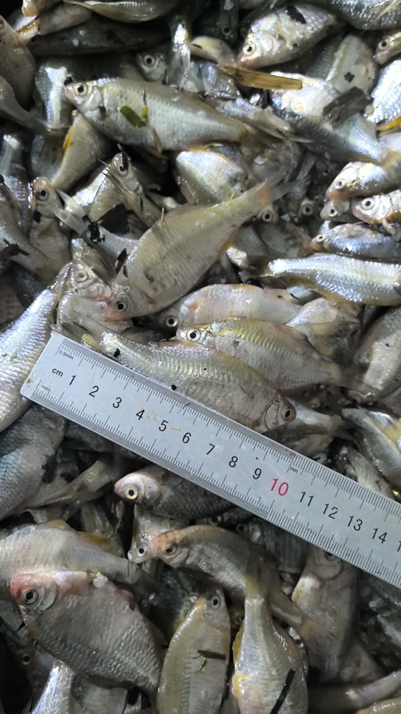 微山湖生态鳑鲏鱼新鲜净堂淡水鱼速冻通货全国发货量大从优