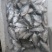 微山湖生态鳑鲏鱼新鲜净堂淡水鱼速冻通货全国发货量大从优