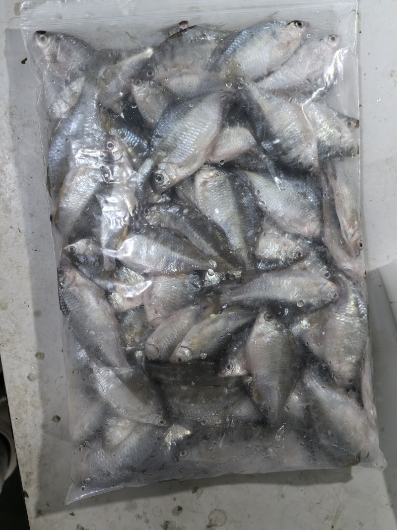 微山湖生态鳑鲏鱼新鲜净堂淡水鱼速冻通货全国发货量大从优