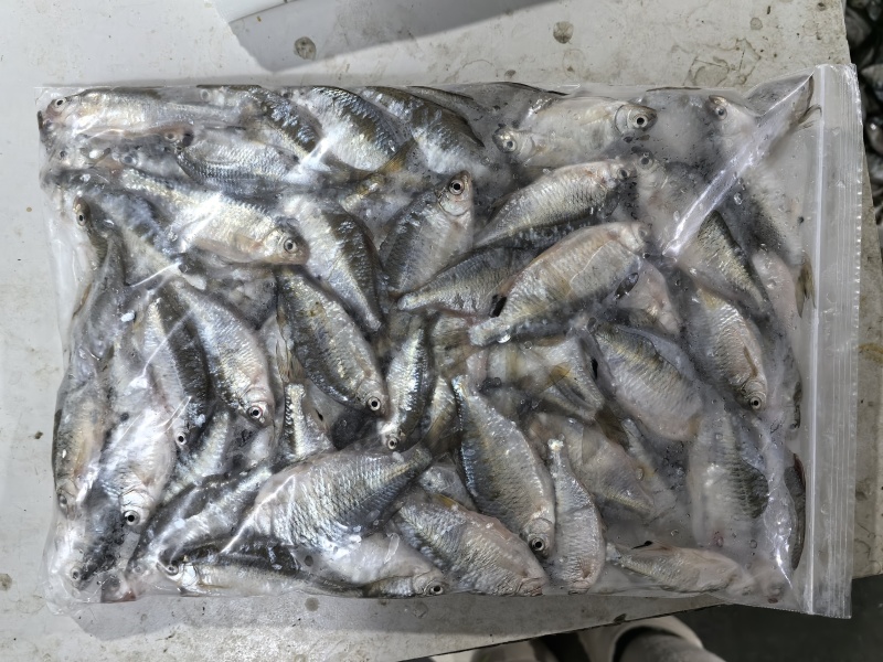 微山湖生态鳑鲏鱼新鲜净堂淡水鱼速冻通货全国发货量大从优