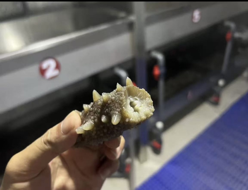 【即食海参】三年参,口感偏软新鲜供应，基地直发欢迎订购
