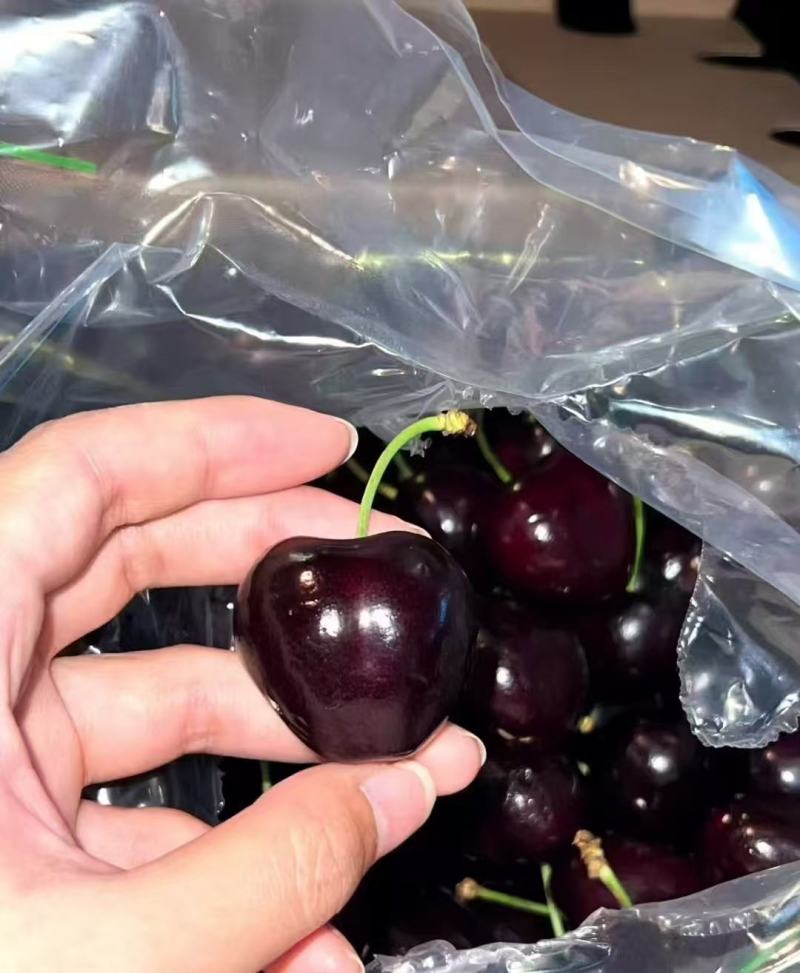 精品车厘子江苏桑缇娜大量供应，口感丰富，耐储存一手货源。