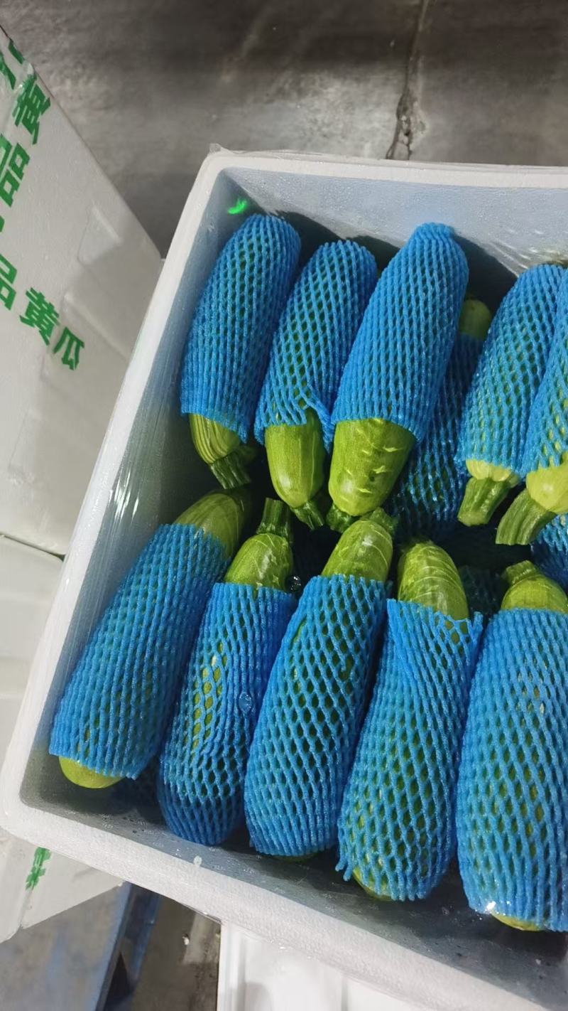 绿皮西葫芦，江苏产地出发，货源充足，量大从优，可实地验货