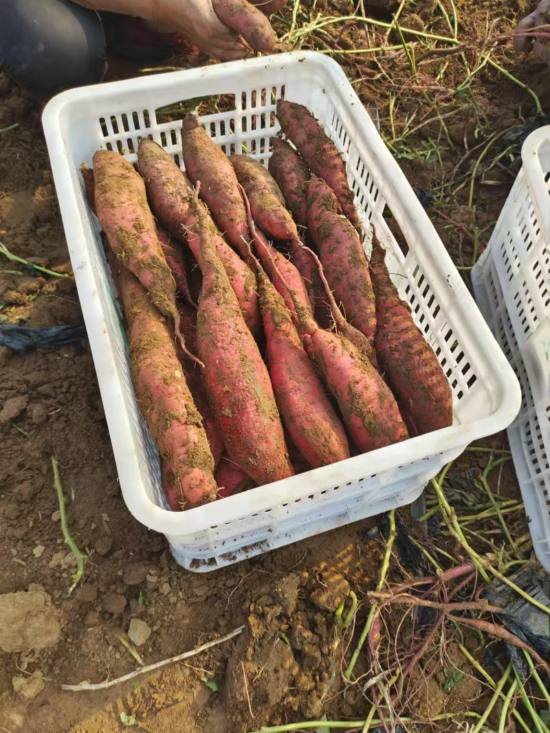 精品板栗薯济薯26产地直供大量有货，供超市批发市场超市