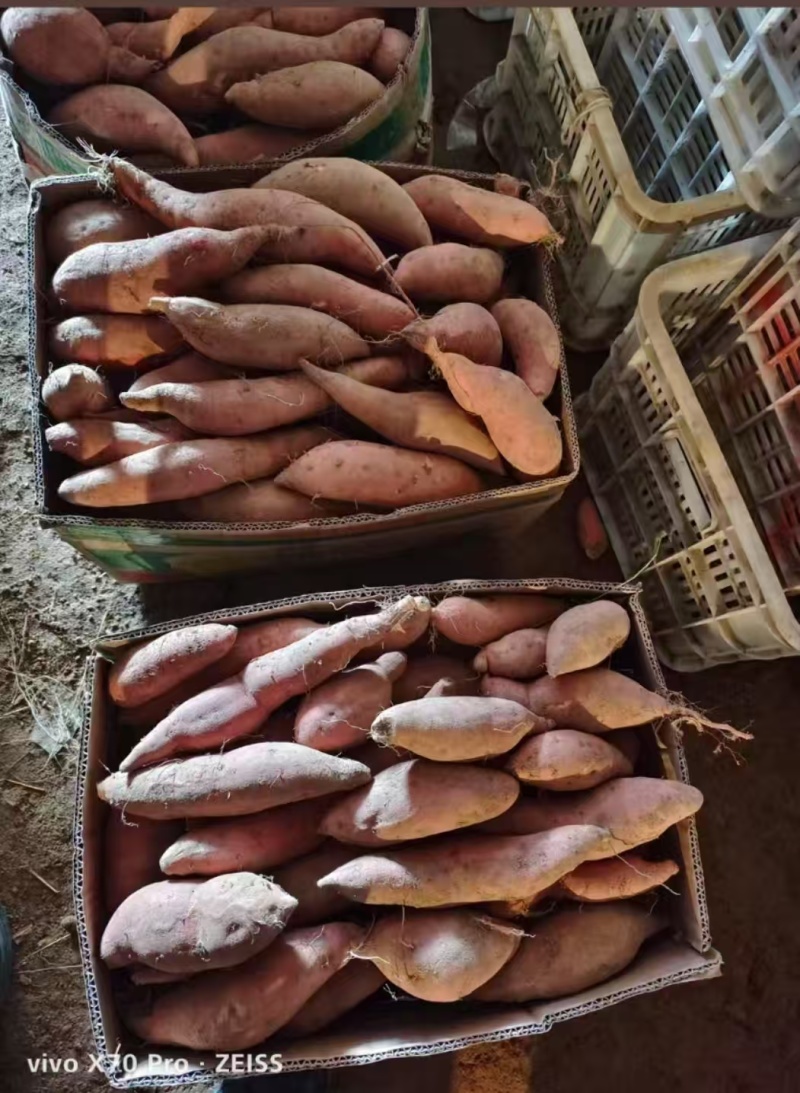 精品板栗薯济薯26产地直供大量有货，供超市批发市场超市