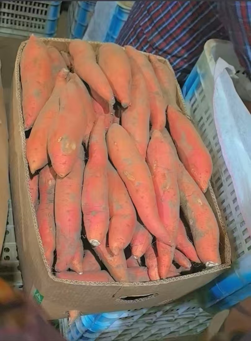 精品唐山烟薯25产地直供大量有货，对接批发市场超市电商