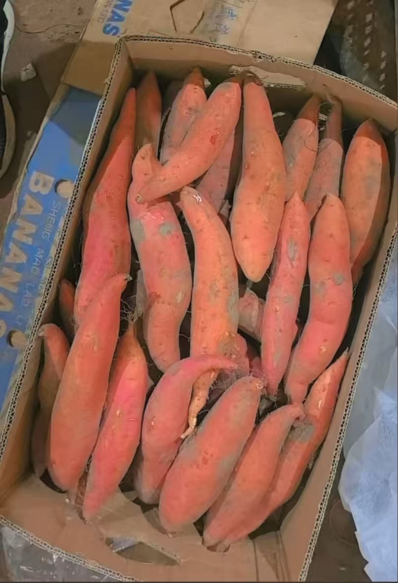 精品唐山烟薯25产地直供大量有货，对接批发市场超市电商
