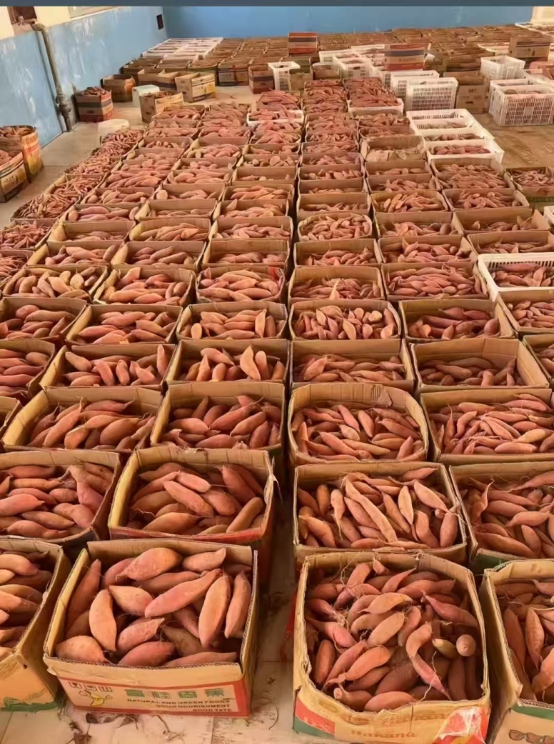 精品唐山烟薯25产地直供大量有货，对接批发市场超市电商