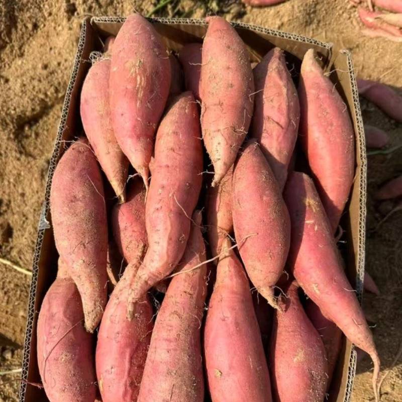 精品唐山烟薯25产地直供大量有货，对接批发市场超市电商