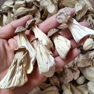 供应酒店食材肝脏菇长寿菇整颗有机种植
