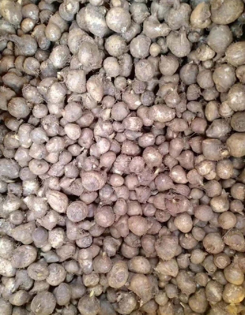 半夏种子安国药材产区大量供应