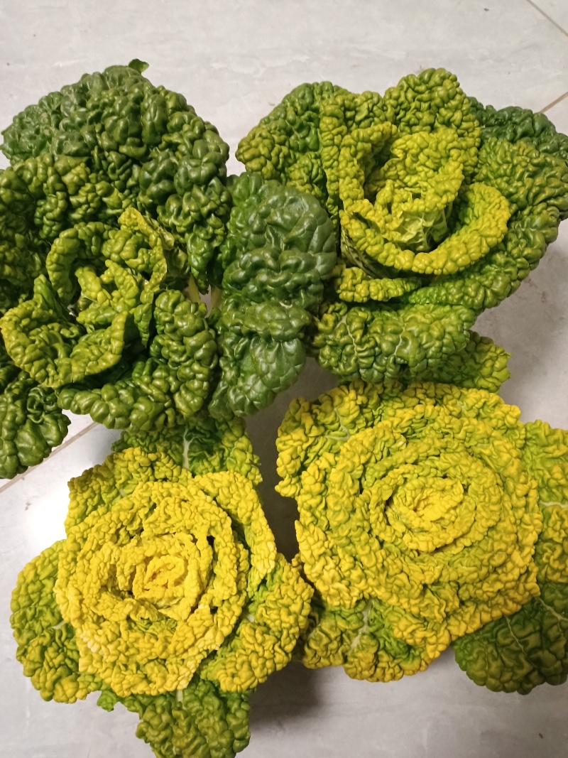 黄心乌塌菜