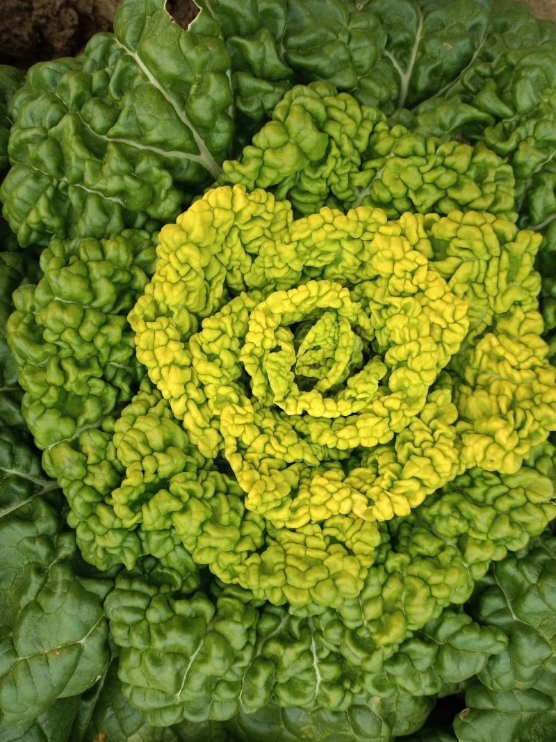 黄心乌塌菜