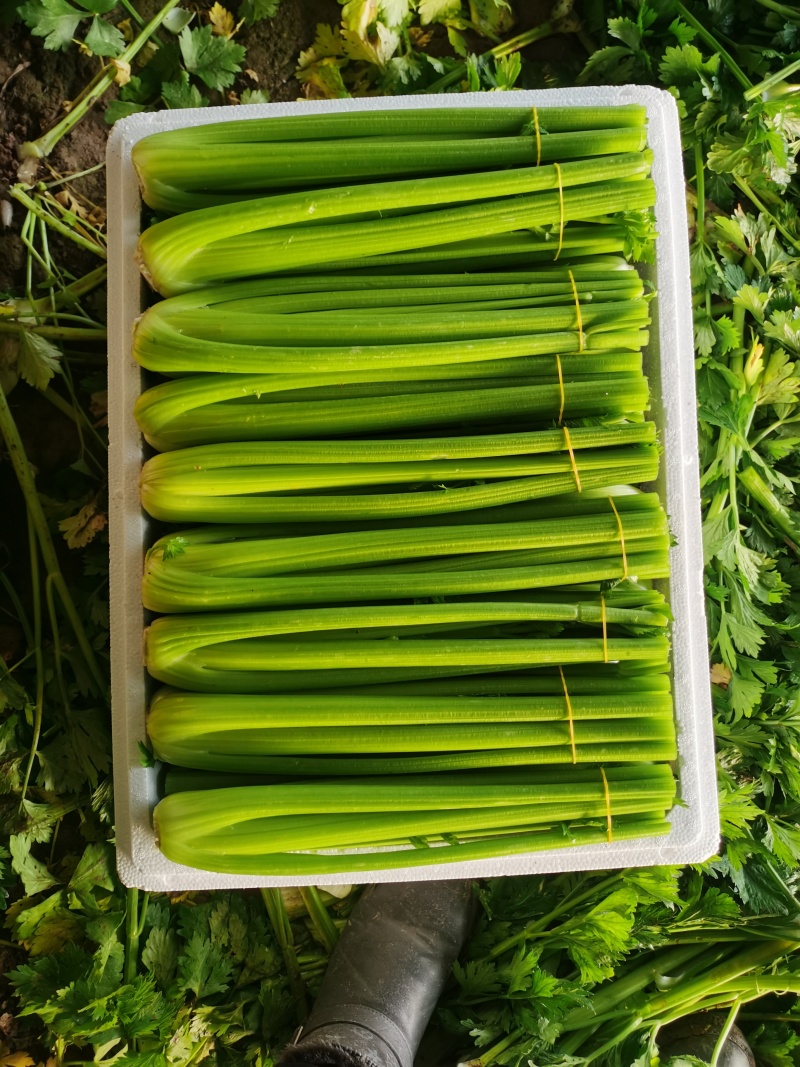 优质蔬菜，精品西芹，中颗一斤二两以上，大颗二斤以上