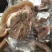 全熟带皮熟大公牛牛头肉、适合炒菜、凉拌、熬汤。