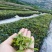 【新鲜绿茶】青岛崂山绿茶，精心研制一口好茶，欢迎下单