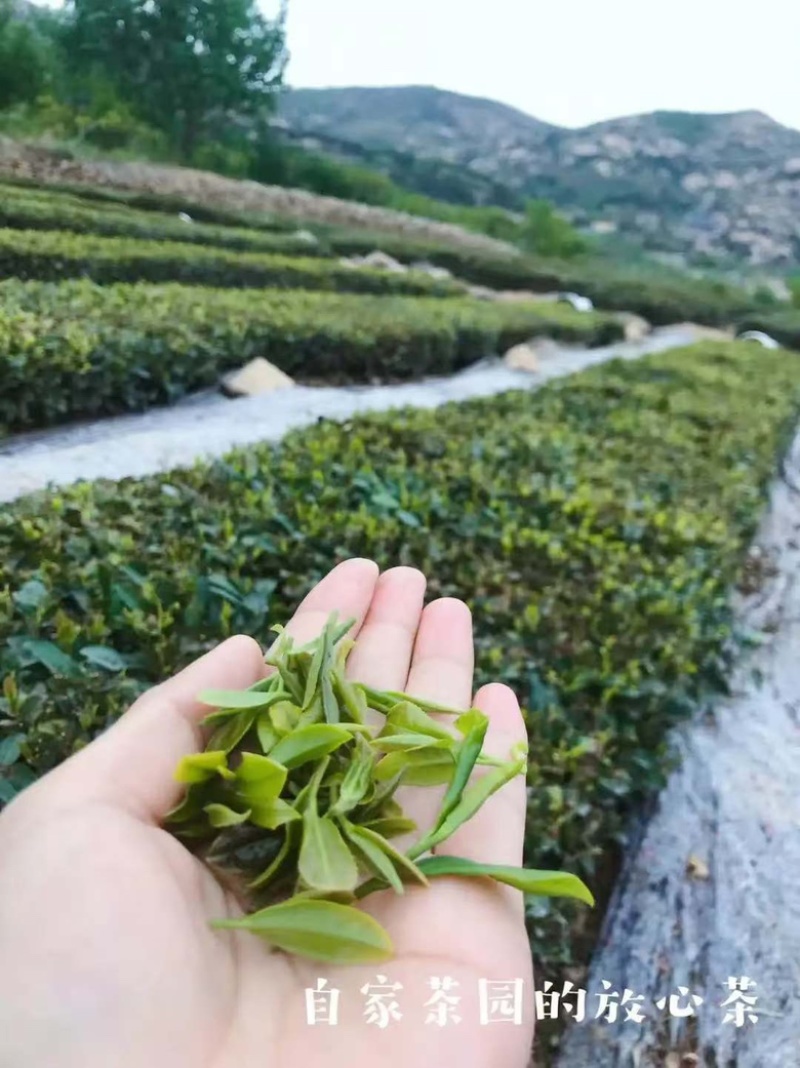 【新鲜绿茶】青岛崂山绿茶，精心研制一口好茶，欢迎下单