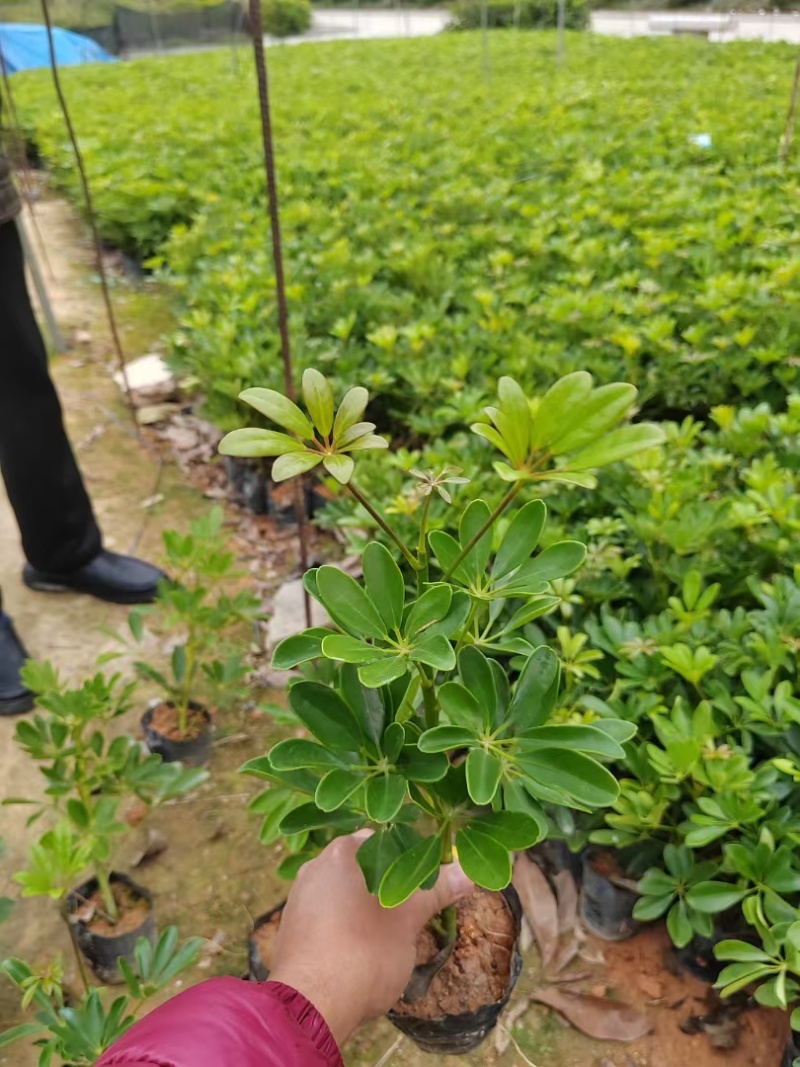 鸭脚木
