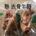 熟牛蹄筋，开袋即食。。。