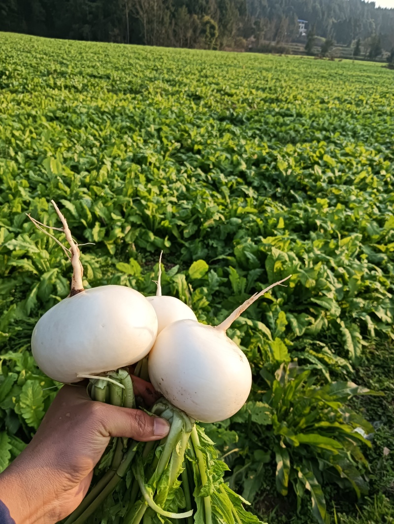 圆根萝卜，春不老萝卜
