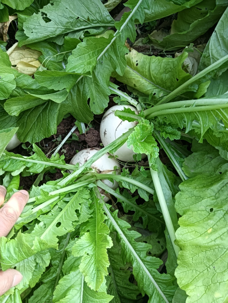 圆根萝卜，春不老萝卜