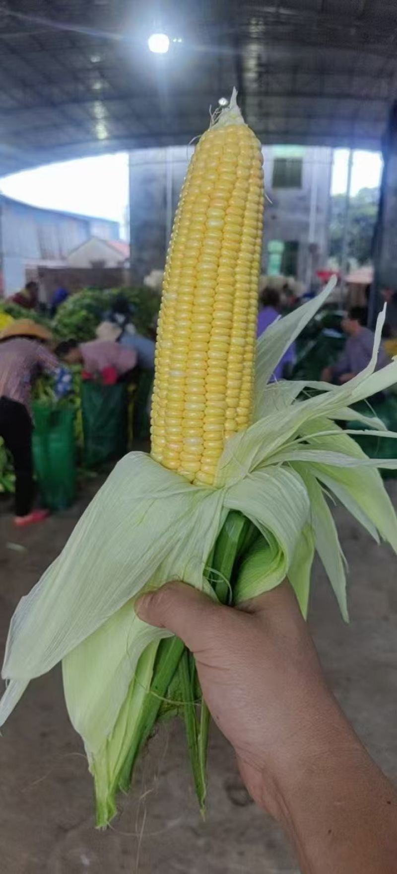 精品太阳花水果玉米。产地一手货源。供商超电各大批发市场。