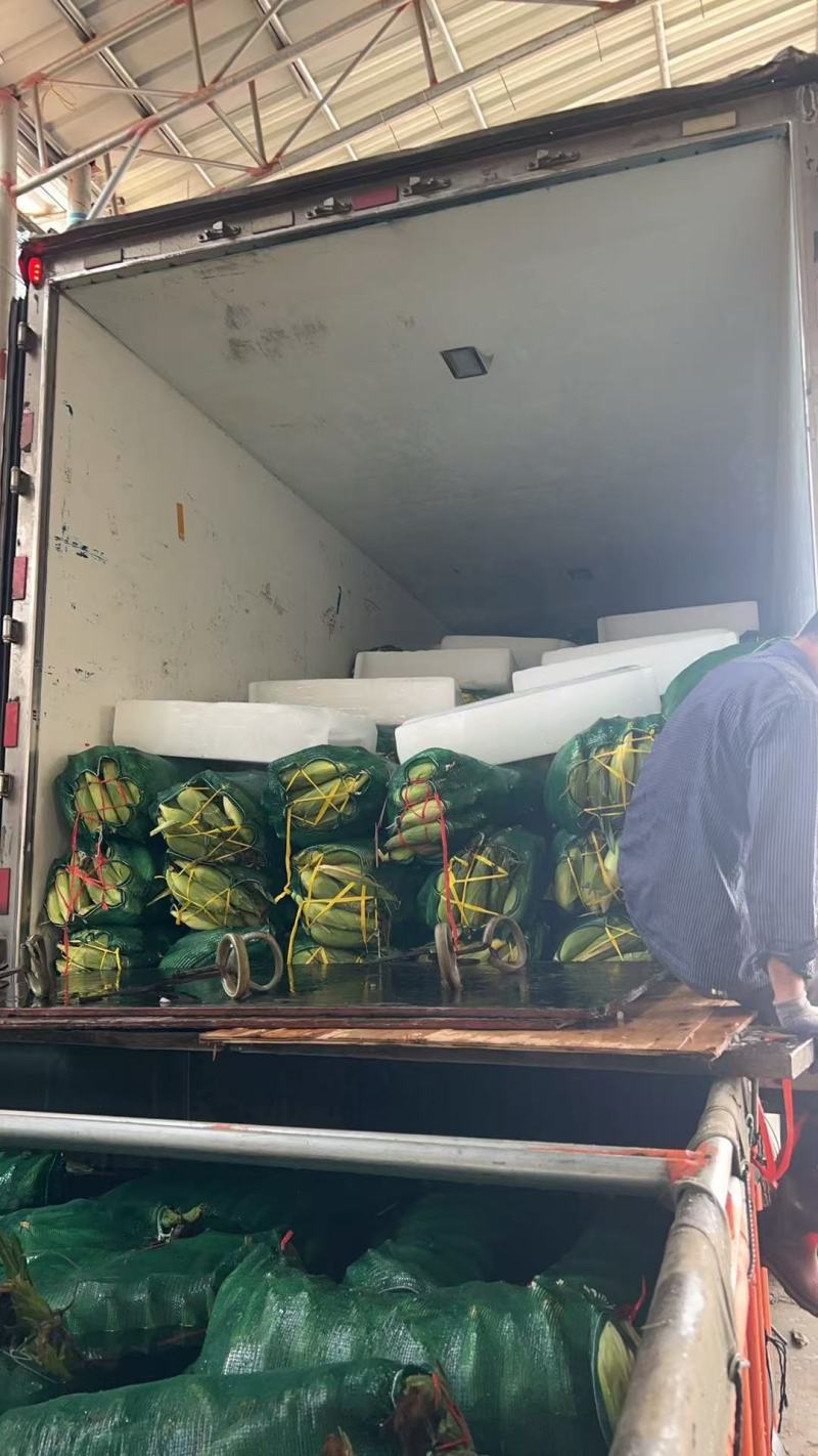 精品太阳花水果玉米。产地一手货源。供商超电各大批发市场。