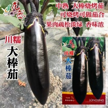 川糯大棒茄种子高产黑又亮棒茄绿肉茄子种子紫黑烧烤茄种子