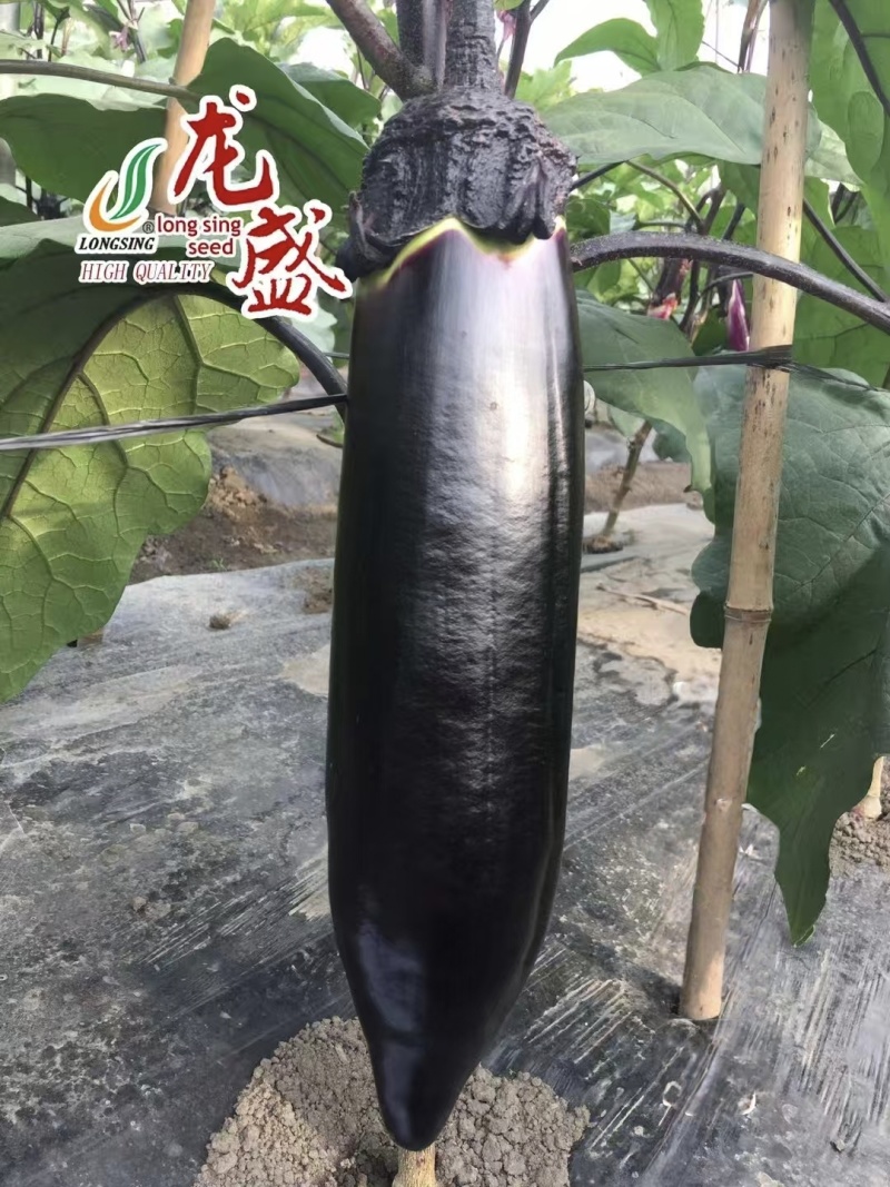 川糯大棒茄种子高产黑又亮棒茄绿肉茄子种子紫黑烧烤茄种子