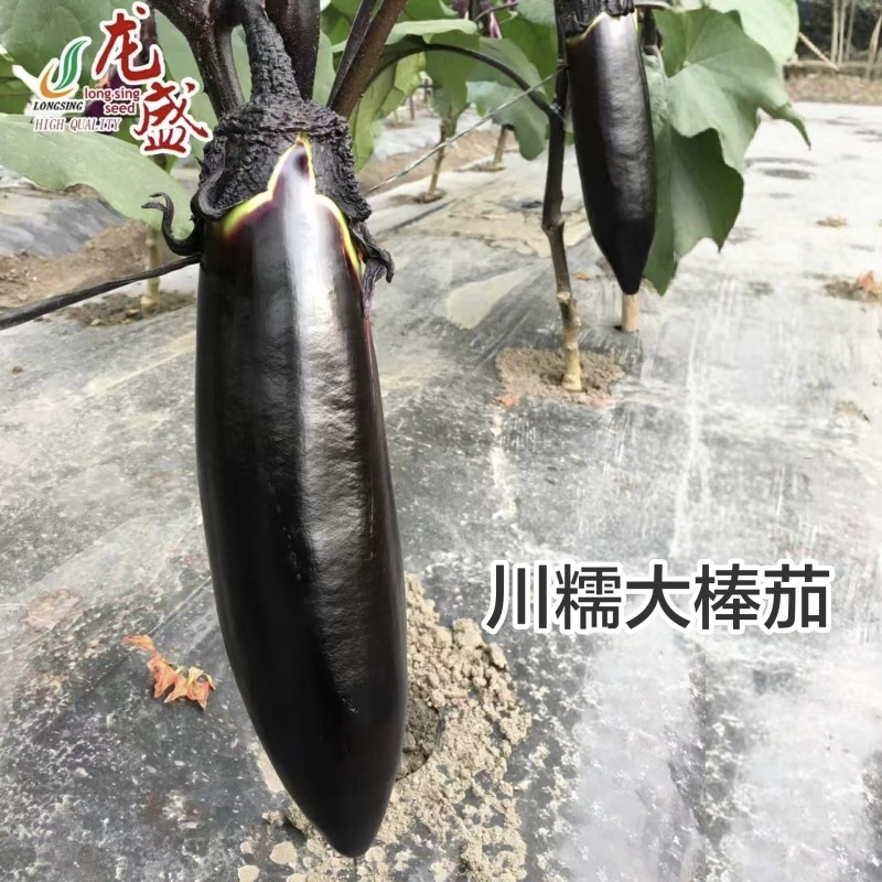 川糯大棒茄种子高产黑又亮棒茄绿肉茄子种子紫黑烧烤茄种子