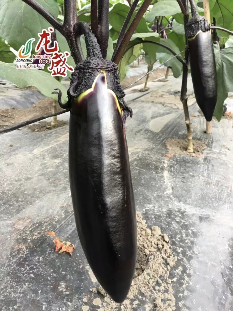 川糯大棒茄种子高产黑又亮棒茄绿肉茄子种子紫黑烧烤茄种子